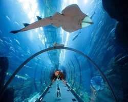 Aside of featuring a world class Dubai aquarium, t Aside of featuring a world class Dubai aquarium, the mall provides an experience of 270 degree walkthrough tunnel to its visitors. It is one of its ki